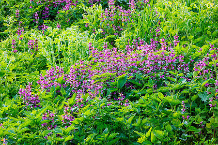 闪光的红色死花瓣草地大天使植物群荨麻草本植物紫色画幅荒野叶子图片