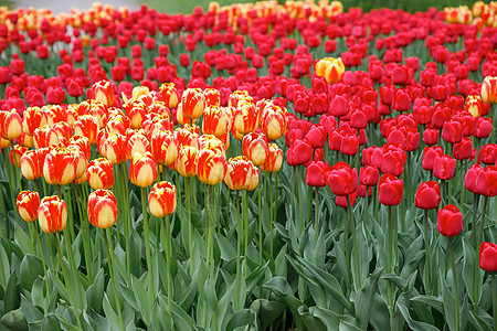 库肯霍夫花园盛开的郁金香花坛 库肯霍夫是南荷兰世界上最大的花卉和郁金香花园公园 利瑟 南荷兰省 荷兰紫色公园场地农业植物草地花束图片