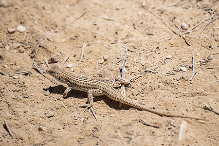 一只小蜥蜴的紧闭 在夏日阳光下的热岩下面 以色列内盖夫沙漠图片