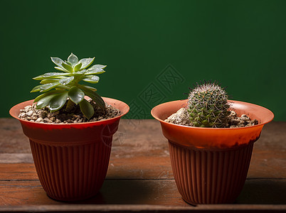 两个仙人掌在绿色背景的锅里 可爱的天然仙人掌在绿色背景中被隔离植物学植物热带多刺艺术仙人掌黄色图片