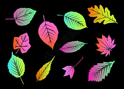 设置明亮多彩的秋天枫叶孤立在黑色背景上 平面设计秋季符号 红橙黄干燥的秋天枫叶 秋天的树叶季节性背景 矢量图图片