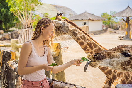快乐的女子在动物园看和喂食长颈鹿 在温暖的夏日与野兽游乐园玩得开心图片