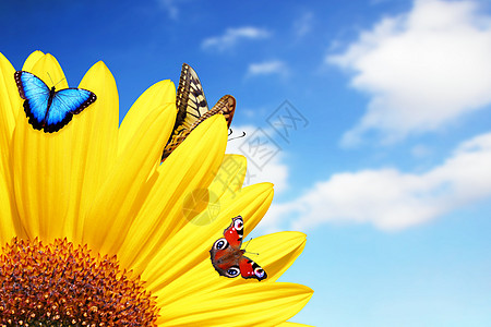 明亮的黄向日葵和蝴蝶 在阳光灿烂的夏日清晨叶子翅膀晴天花粉君主植物学草地季节野生动物天空图片