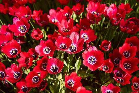 春月时红美丽的郁金香田 有阳光照耀花束晴天草地蓝色团体花坛太阳场景植物群紫色图片