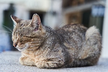 街上灰猫睡在黑塞格诺维的台阶上城市孤独毛皮动物爪子流浪流浪猫街道房子小猫图片