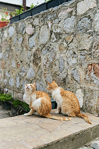 两只相同的姜猫 坐在地板上 坐在地上金子虎斑树叶动物跑步荒野流浪猫科动物草地双胞胎图片