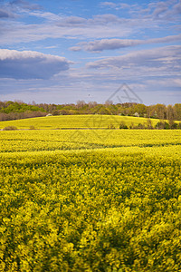 黄色的油菜花 景观与黄色油菜花天空田园风光爬坡生长草地照片晴天季节阳光图片