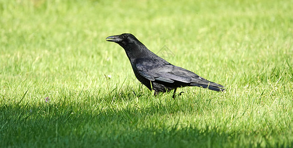 黑乌鸦在草地上觅食图片