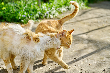 两只乡村生姜猫相爱做朋友 一起在户外散步图片