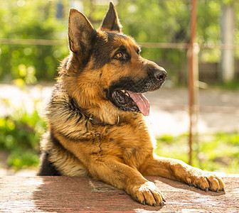 美丽的德国牧羊犬 聪明又容易训练宠物脊椎动物牧羊人哺乳动物幸福牧羊犬乐趣友谊动物纯种狗图片