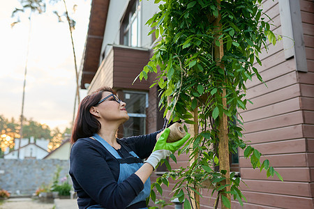 园艺女 在花园里和一灌木的威斯特西娅一起工作园丁绿化爱好植物植物学中年叶子院子女性衬套图片