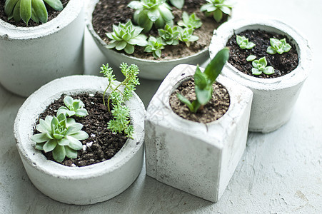 混凝土锅中的小型succulents 顶视图多肉植物风景房间园艺礼物爱好乡村植物蓝色风格图片