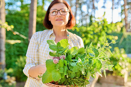 女人手里握着新鲜辣椒香味药草薄荷 柠檬调味品 迷迭香和百里香蔬菜生长女性收成香料花园植物美食青菜芳香图片