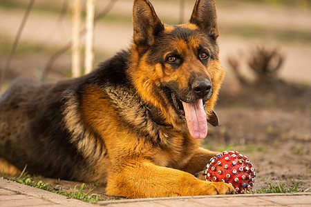 一只可爱的德国牧狗场地跑鞋牧羊犬宠物牧羊人犬类动物公园跑步小狗图片