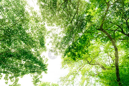 在有阳光的热带森林中 绿叶树的底视图 公园清新的环境 绿树在夏季花园中提供氧气 环境保护 生态概念 拯救地球叶子太阳光呼吸太阳气图片