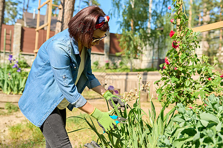在后院照料花铺的中年妇女使用工具 花园剪剪生长活动修枝工人女性女士成人花坛园丁季节图片