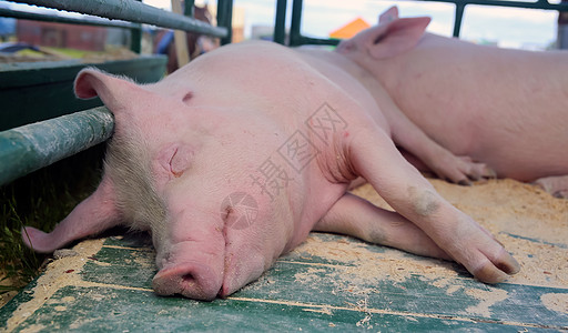 瑞典达拉尔纳一家养猪场上的一头幼猪动物框架草地农业鼻子谷仓好奇心哺乳动物配种干草图片