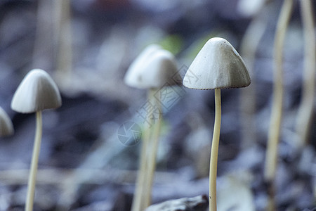 在森林地板上 长得高高 细小的锥形黄蘑菇图片