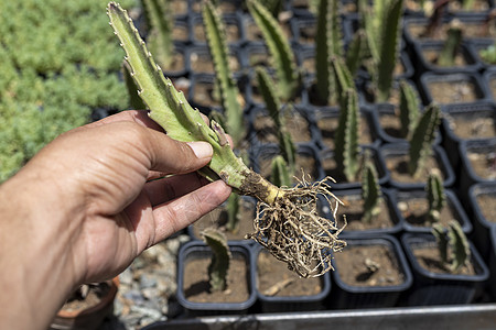 小型锅炉中施食性海星鱼苏繁殖传播爱好苗圃气味植物群花园房子腐肉土壤温室图片