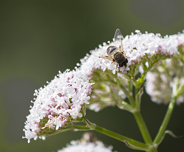 花朵上的蜜蜂荒野绿色野生动物花瓣植物群粉色花园叶子传粉者季节图片