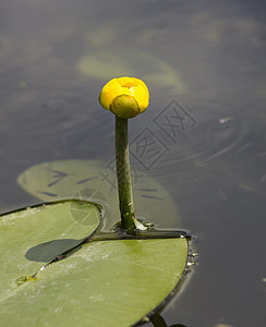 黄水百合植物红花水生植物液体树叶叶子软垫宏观花园植物群图片