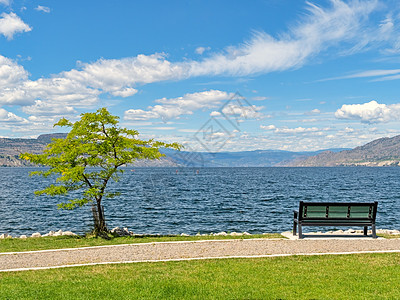 沿岸长椅和树的奥卡纳根湖景色概览阅读假期途径天气海景草地蓝天天空阳光支撑图片