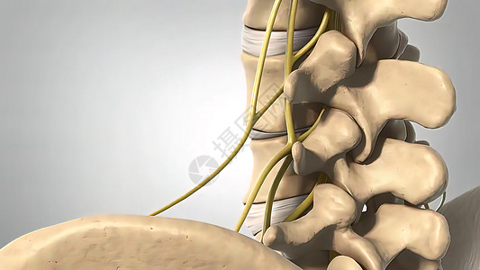 3D 医疗插图 人类骨骼 磁盘空间和联合体人体脊柱医学关节3d女性科学疾病保健骨盆图片