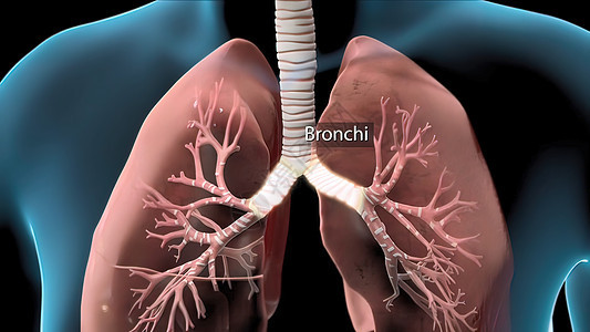 呼吸系统器官分为上呼吸道和下呼吸道气管药品生物学空气信息呼吸结核生理渲染疼痛图片