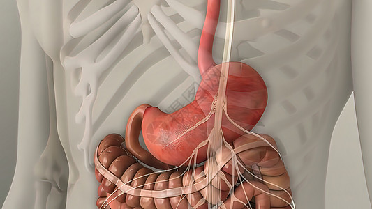 人类消化系统中的消化阴影系统身体插图肾脏蓝色原理图尿道管子膀胱图片