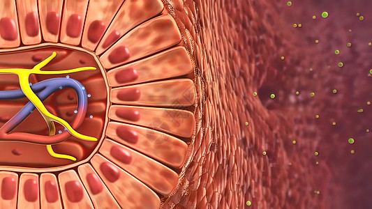 系统结构消化系统  肠内清洁 3d细胞免疫系统淋巴医学白细胞流感病原医疗红细胞人体背景