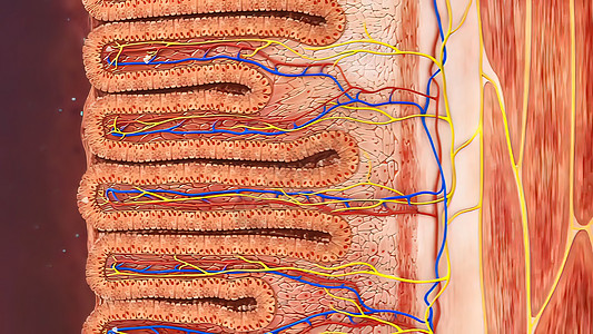 消化系统  肠内清洁 3d医疗医学细胞生理生物学微生物疾病结构人体宏观图片