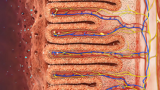 消化系统  肠内清洁 3d抗体医学结构淋巴脂肪生理细胞宏观医疗免疫图片