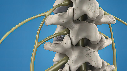 3D 蓝色背景上的脊髓插图 木材切除医师医疗保险切除术病人神经医生手术室腰椎颈椎免费图片