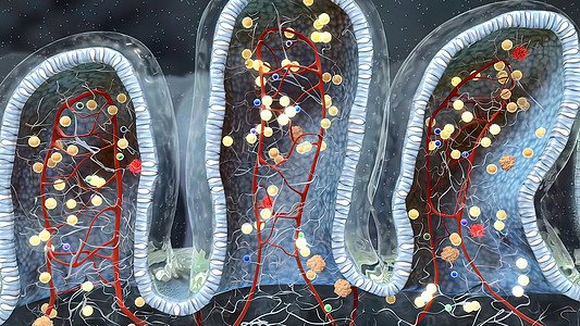 含有碳水合物分子的混杂地区葡萄酒深处的肠道粘膜绒毛肠胃癌症矿物质细胞生物学消化营养冒号图片