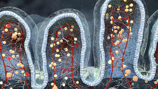 含有碳水合物分子的混杂地区葡萄酒深处的肠道组织学腹部癌症药品粘膜矿物质肠胃绒毛衬垫冒号图片