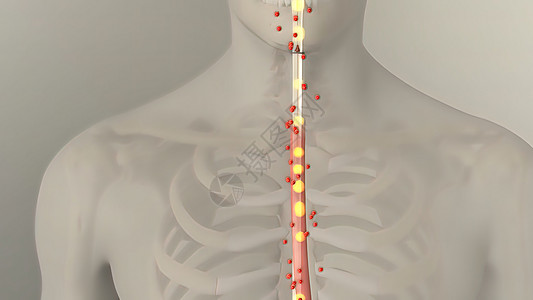 人类消化系统内肠胃解剖营养动画图表过程渲染数字消化插图空肠食管图片
