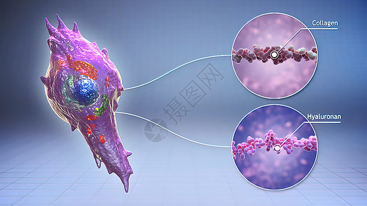 一种可合成外细胞基体和colagen的细胞型结缔生物学组织学纤维蓝色结缔组织乳晕胶原细胞显微图片