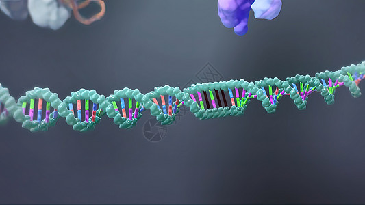 3D动画DNA的遗传结构教育科学家插图染色体技术研究生物学螺旋计算机视效图片