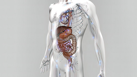 人类消化系统中的消化过程的过程技术系统阴影体积尿道膀胱横幅原理图管子蓝色图片