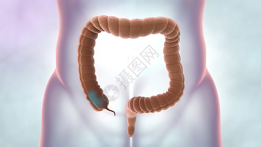 内脏器官和人体排便系统 大型肠胃的医学说明生物学蓝色橙子食物肠子男人消化反射疼痛冒号图片