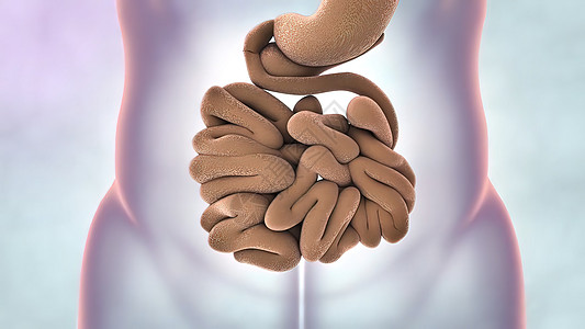 消化系统 小肠子的一部分回肠图形动画渲染创造力动态消化道图表形状小肠图片