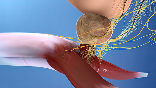 男性生殖器官3D说明解剖医疗保险尿液肾脏科学从业者勃起男士医生泌尿科测试图片
