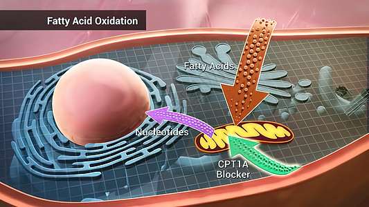 脂肪酸氧化 即将脂肪酸转化为乙酰的线粒体氧化过程技术信号死亡器官神经细胞轴突学习药品基因图片