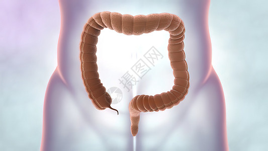 内脏器官和人体排便系统 大型肠胃的医学说明橙子科学肠子食物生物学疾病附录艺术品冒号渲染图片