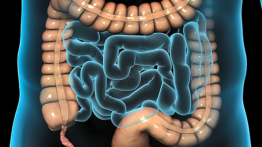 人类消化系统中的消化插图肠子旅游技术身体横幅膀胱蓝色飞机体积图片