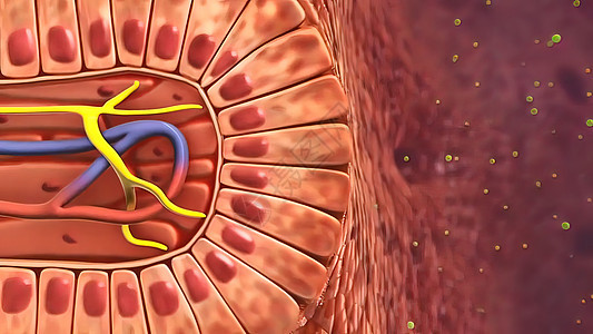 消化系统  肠内清洁 3d微生物细胞细胞核计算机文件感冒脂肪结构图形细菌图片
