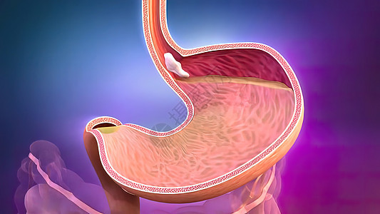 人类消化系统中的消化过程的过程横幅肠子管子蓝色原理图肾脏尿道食管膀胱系统图片