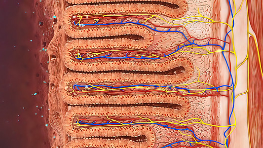 消化系统  肠内清洁 3d细胞免疫系统免疫分子医疗细菌红细胞疾病抗体图形图片