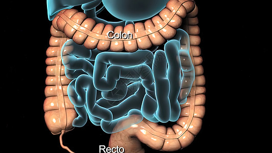 人类消化系统中的消化系统肠子技术蓝色肾脏旅游飞机食管体积尿道图片