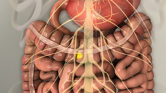 人类消化系统内肠胃解剖图形计算数字蠕动空肠创造力胃肠道动画营养动态图片